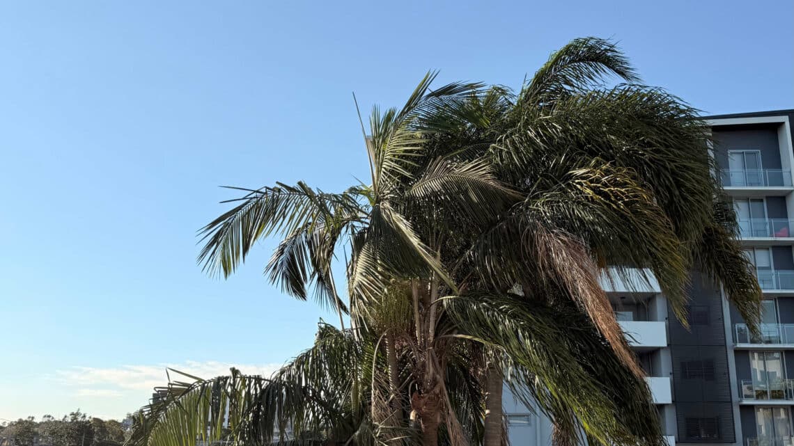 My golden palm, or beloved, whichever you prefer